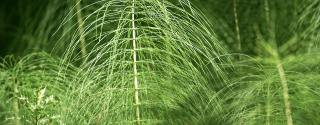 Heermoes (Horsetail)