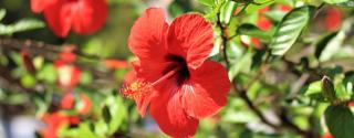 Hibiscus