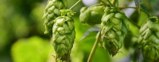 Hop 