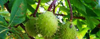 Paardenkastanje (Horse Chestnut)