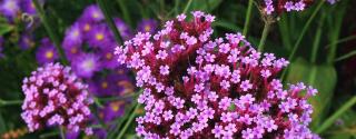 Ijzerhard (Verbena)