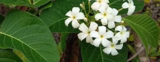 Kutaj (Holarrhena)