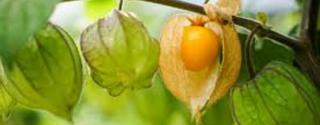 Inca bessen (Golden Berry)