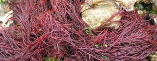 Knoopwier (Gracilaria verrucosa)