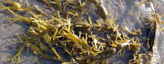 Knotswier (Ascophllum nodusum)