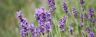 Lavendel