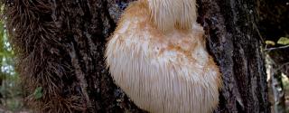 Hericium Erinaceus