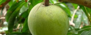 Lucuma 