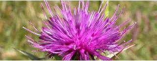 Mariadistel (Milk Thistle)