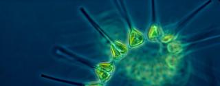 Marine Fytoplankton