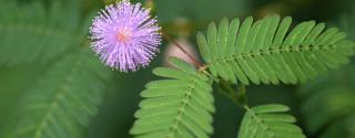 Mimosa (Mimosa Pudica)