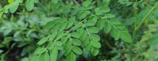 Moringa