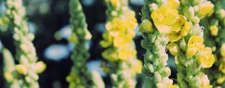 Mullein (Koningskaars)