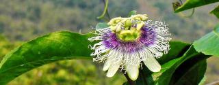 Passiflora