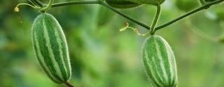 Patol (Trichosanthes dioica)