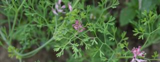 Pittapapada (Fumaria Indica)