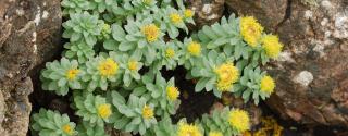 Rhodiola Rosea