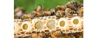 Royal Jelly