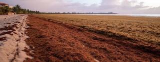 Sargassum (sargassum muticum)