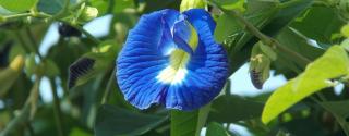 Shankapushpi (Convolvulus prostratus)