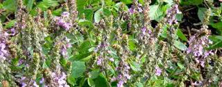 Tulsi (Holy Basil)