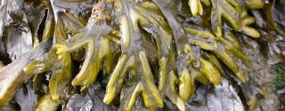Gezaagde Zee-eik (Fucus serratus)