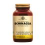 Echinacea