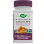 Cordyceps  