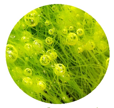 Biologische Afa Algen E3live Kopen Bij Superfoodsonline