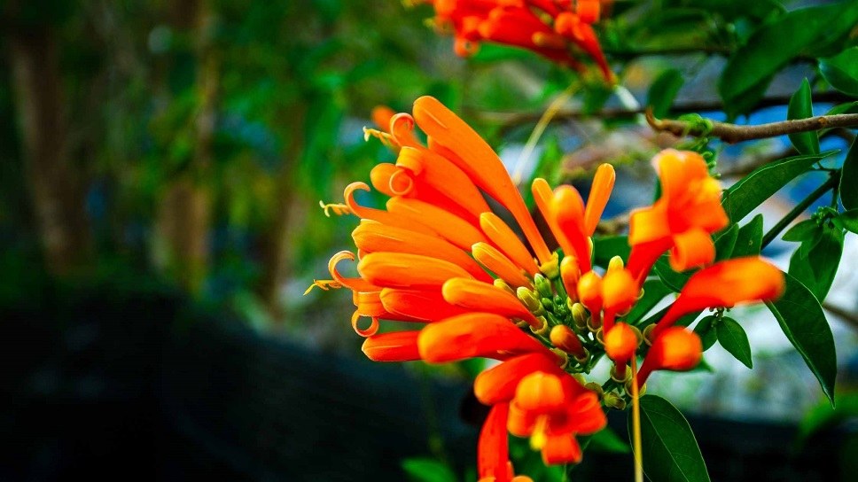 mucuna extract