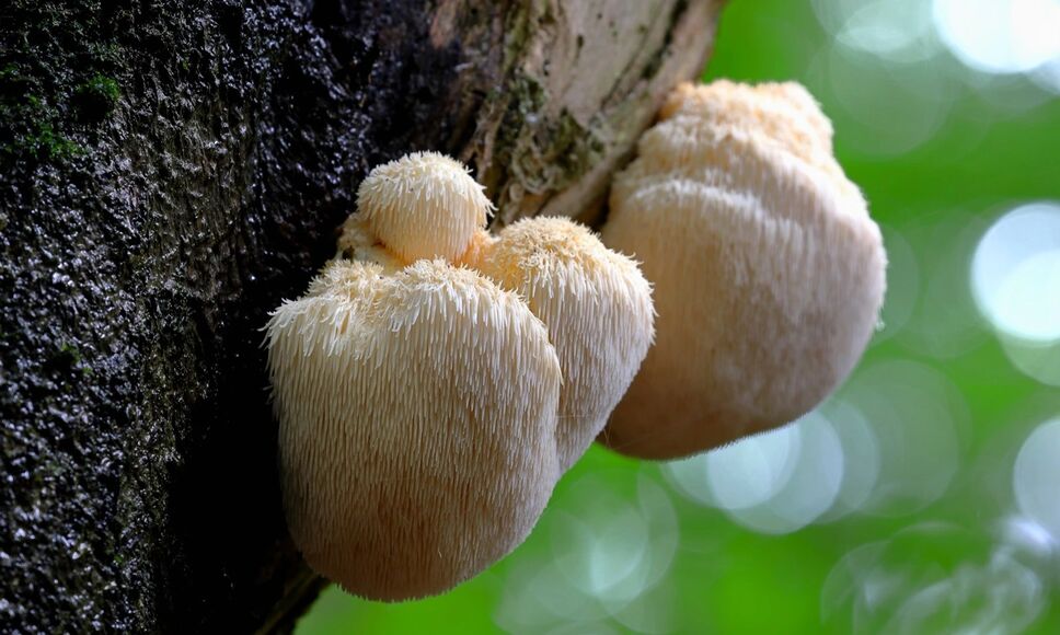 Lion's Mane