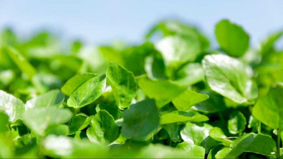 wat maakt healthy origins uniek