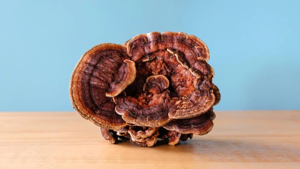 Reishi