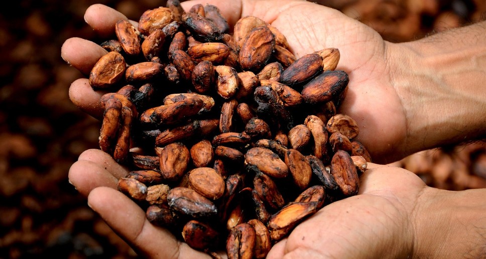 wat is Cacao?