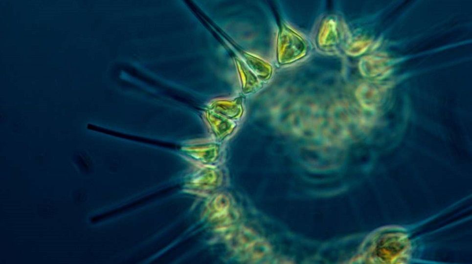 wat is fytoplankton?