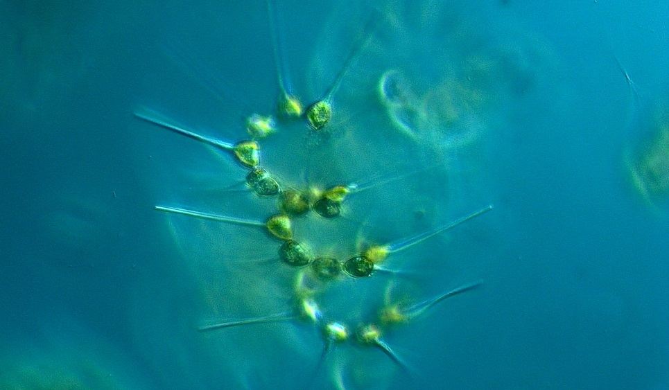 wat doet fytoplankton?