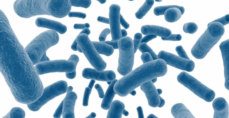 wat is Bifidobacterium Bifidum?